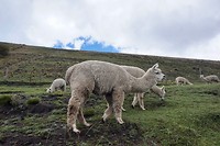 Chimborazo