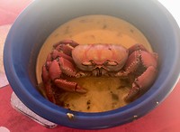 Krab
