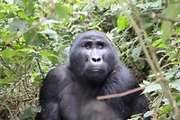 Gorilla tracking!!!