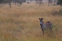 Baby zebra!