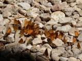 Honderden vlinders bij Hellfirepass