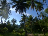 Palmbomen