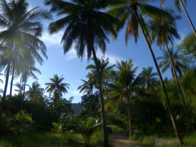Palmbomen