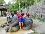 Olifanten wassen