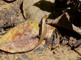 Wildlife