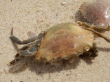 Krab