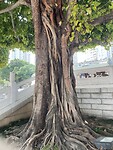 IMG_1592