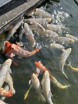 IMG_8743