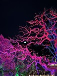 IMG_9881