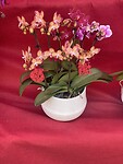 IMG_2955