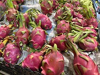 IMG_0520