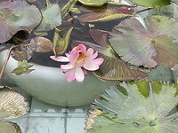 IMG_3387