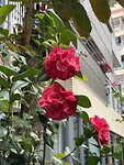 IMG_3446