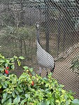 IMG_0963