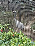IMG_0964