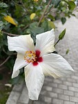 IMG_3907