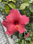 IMG_3906