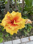 IMG_3905