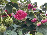 IMG_0988