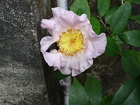 DSC07470