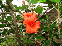 DSC07474