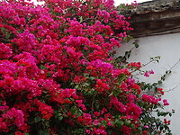 DSC07517