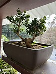 IMG_1650