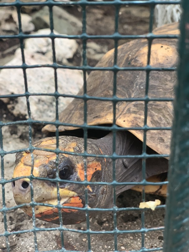 Bij de hato grotten Foto Anouk op Curacao