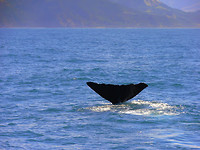 whale