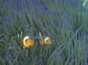 Nemo visjes