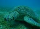 Een prachtige grote schildpad