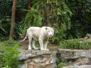 witte tijger