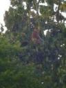 probiscos monkey