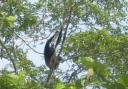 gibbon