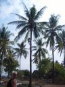 gili air local oogst de kokosnoten