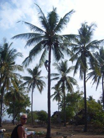 gili air local oogst de kokosnoten
