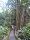 Enorme bomen en lianen in het monkey forest