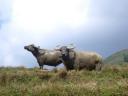 Waterbuffels in de rijstvelden bij Sapa