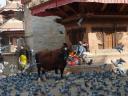 Koe op Durbar Square