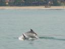 Flipper