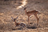 Impala