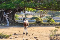 Bontebok
