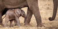 Olifant