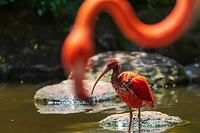 Rode ibis