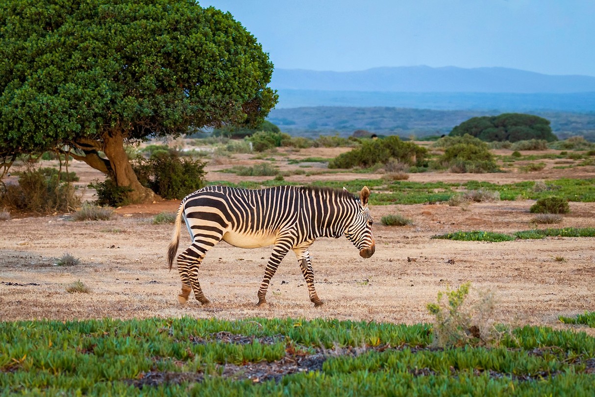 Zebra