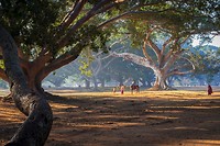 3. Bayan bomen