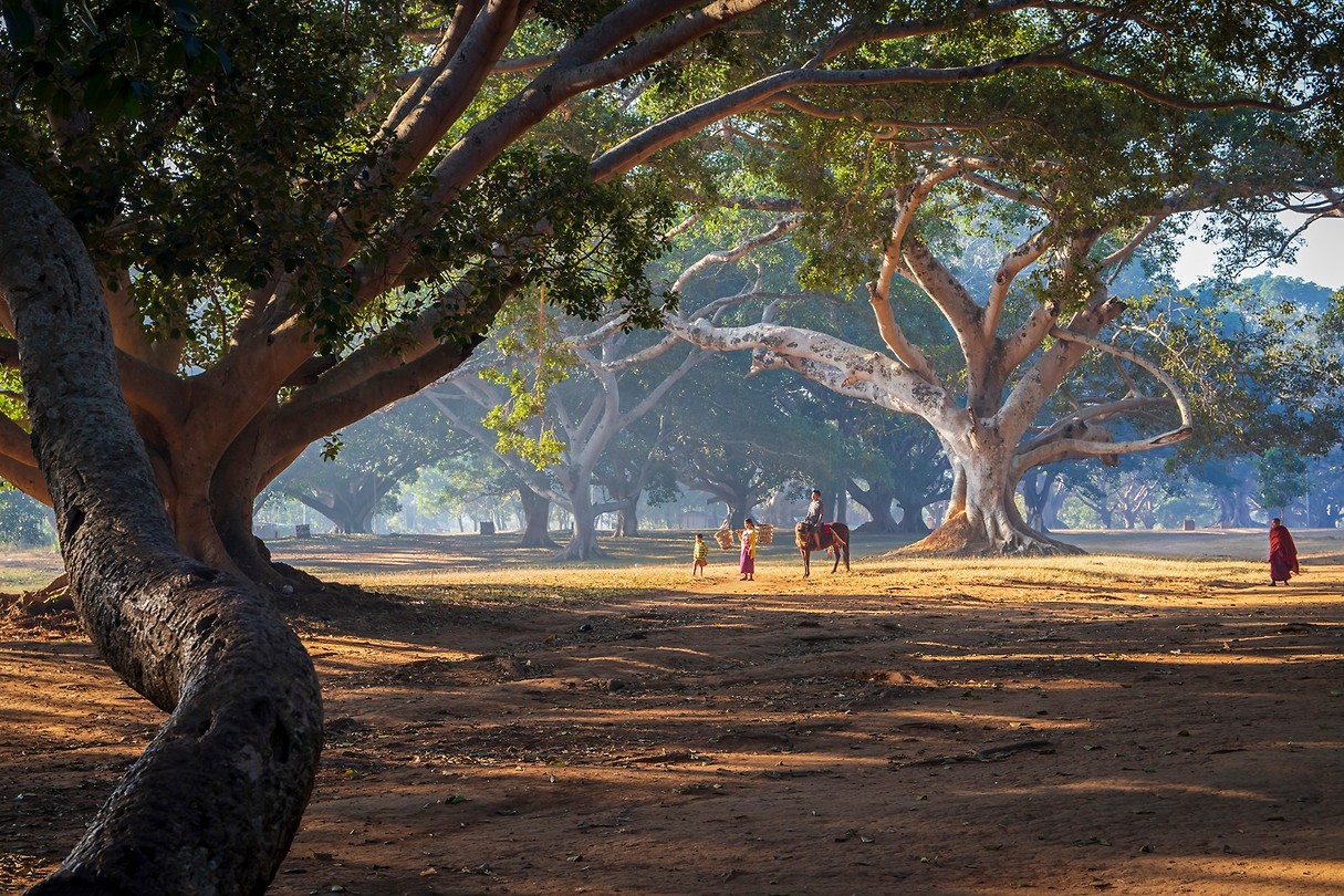 3. Bayan bomen