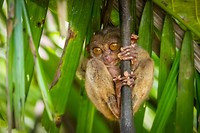 14. Tarsier