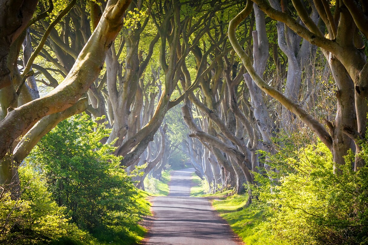 39. Dark Hedges