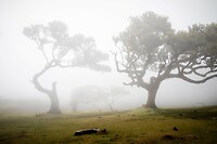 30. Laurierbos Fanal